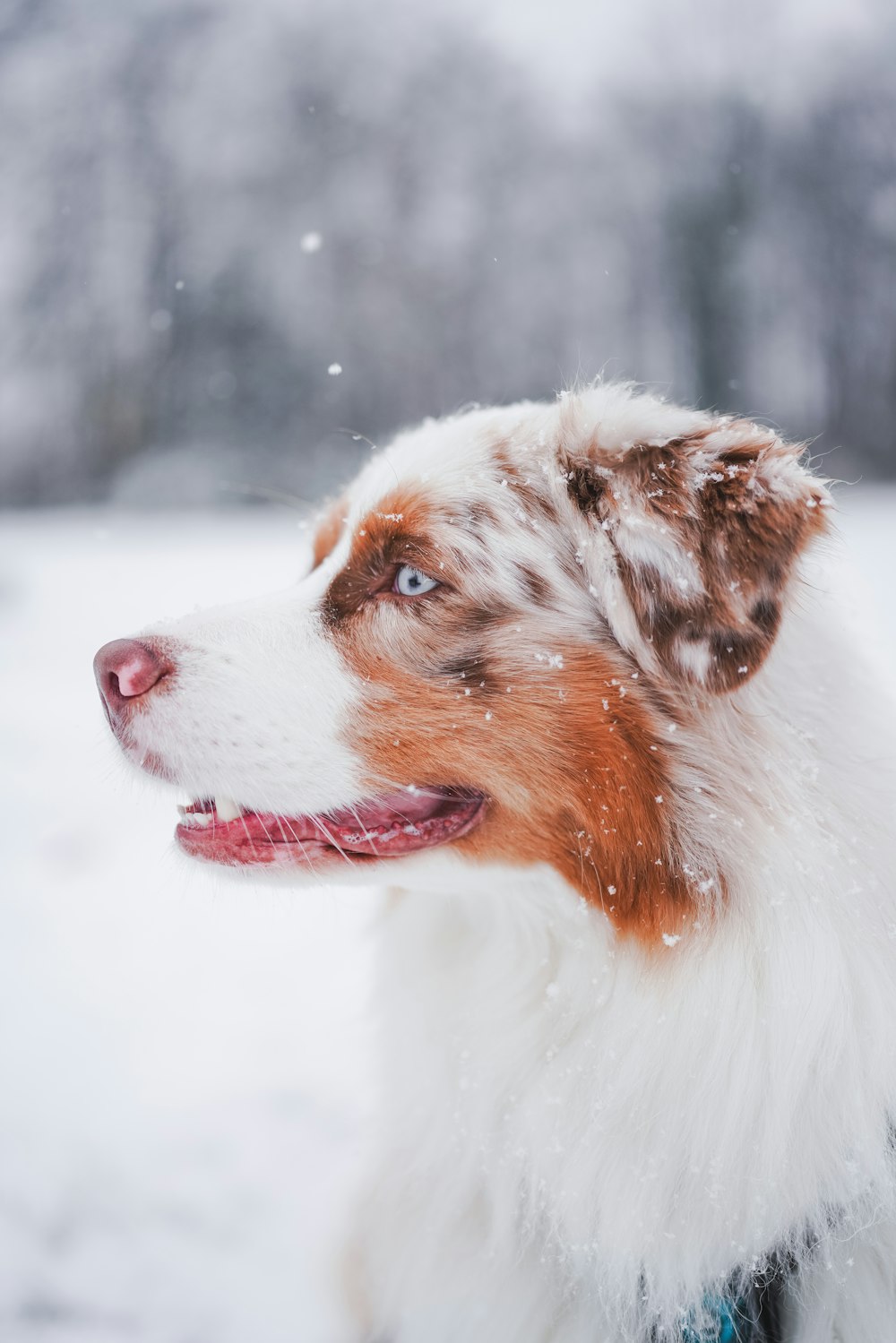 a white and brown dog standing in the snow