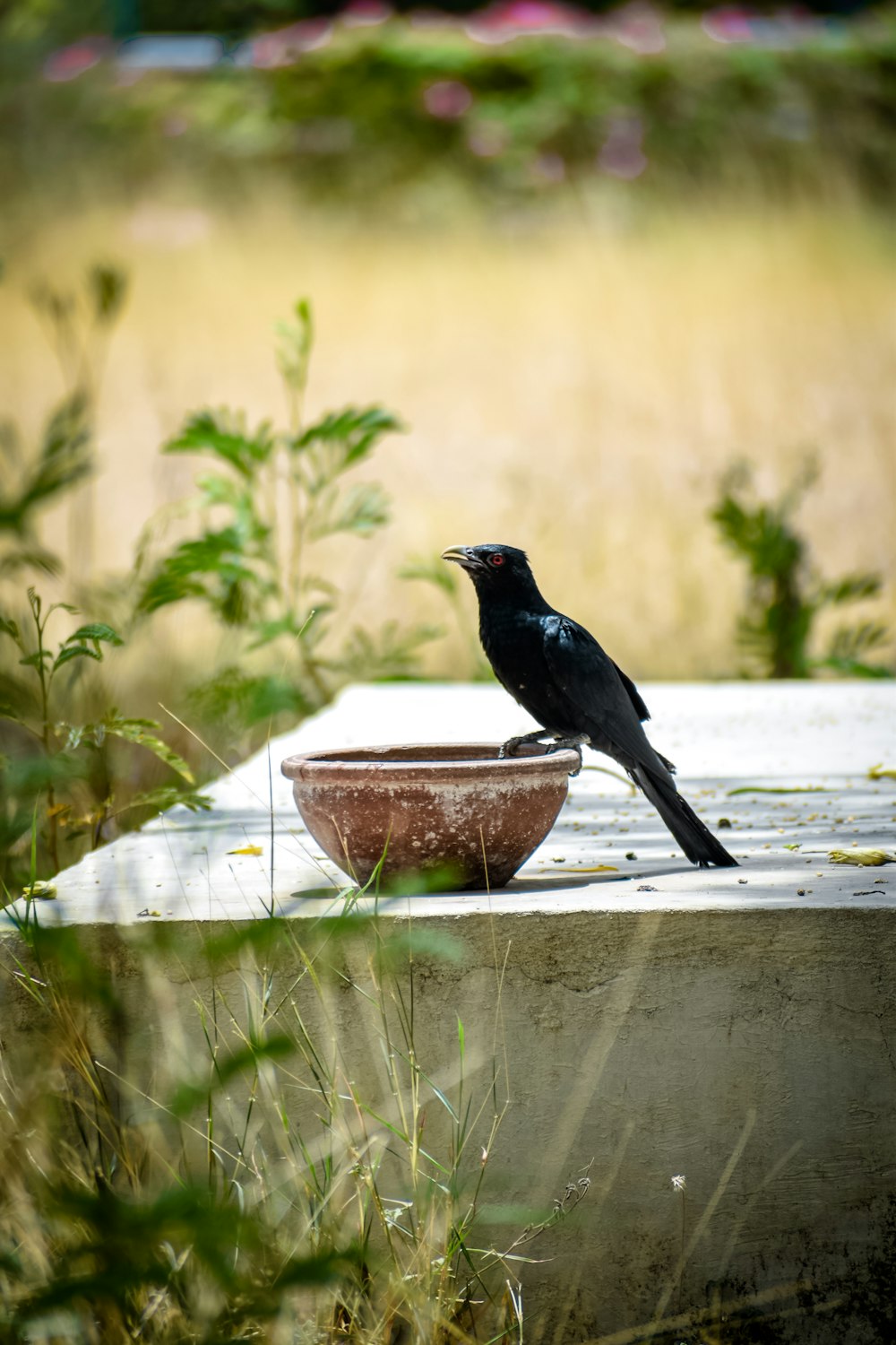 a black bird sitting on top of a bowl