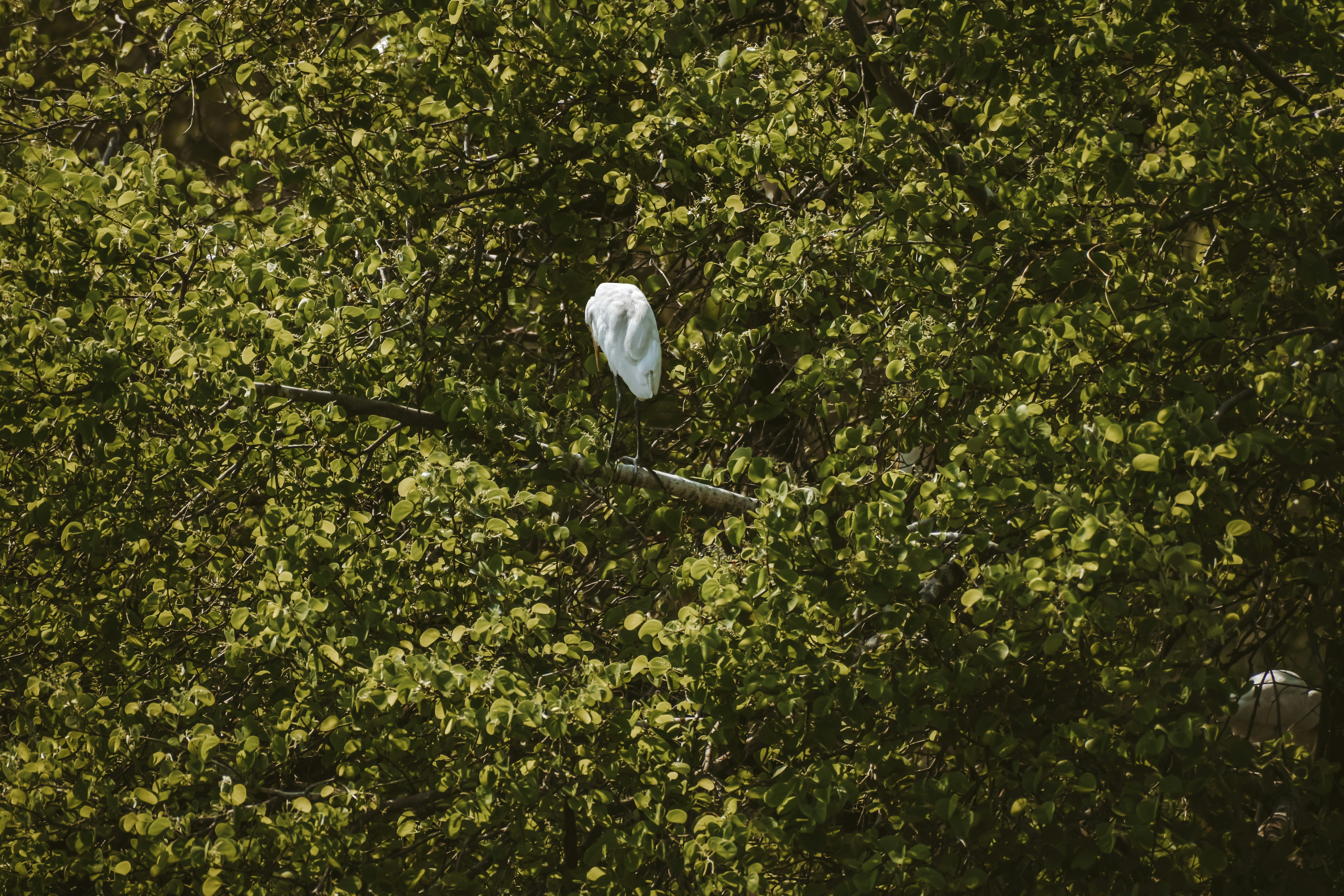 Timber Toss Disc Golf