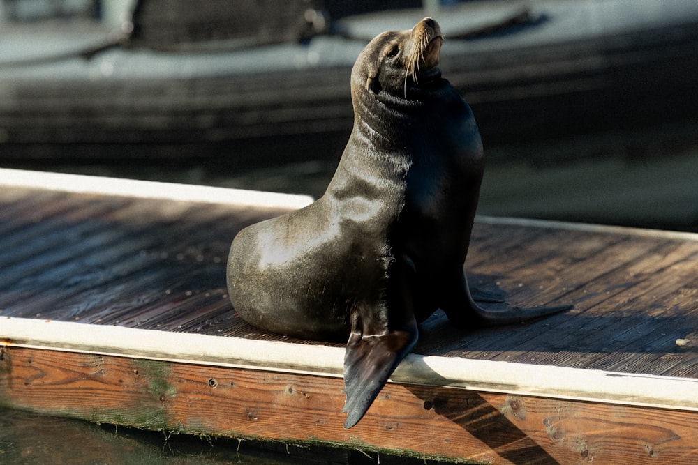a sea lion sitting on a dock next to a boat