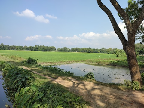 A serene rural landscape featuring a lush green field with rows of crops under a clear blue sky. A tall tree on the right side provides shade, with its shadow cast on the ground. In the foreground, there is a narrow dirt path and a small water body bordered by vibrant green plants. Trees line the horizon.