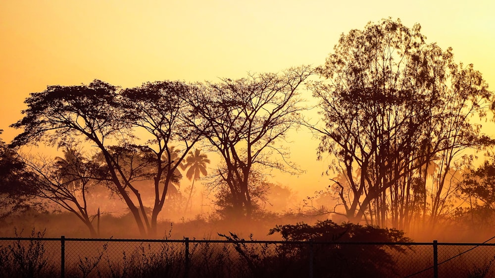 a giraffe standing in a field with trees in the background