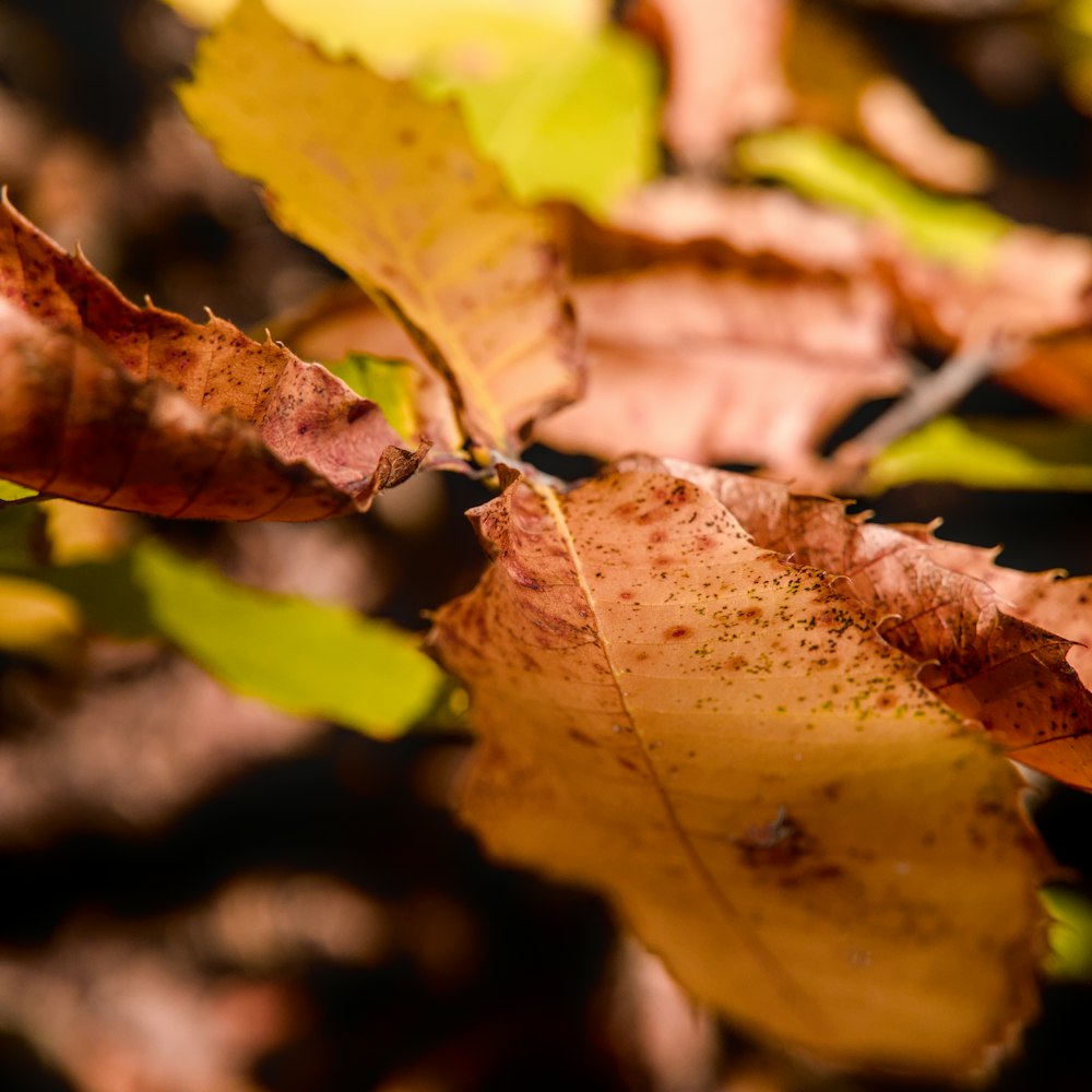 a close up of a leaf on a tree