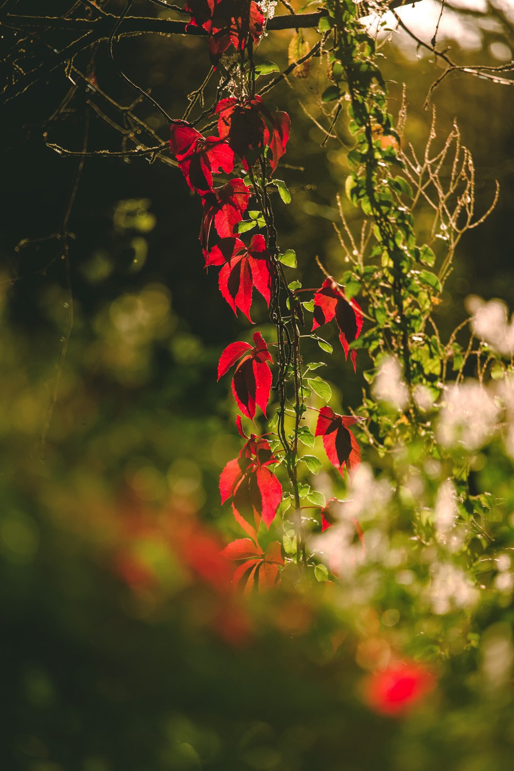 a vine with red and white flowers growing on it