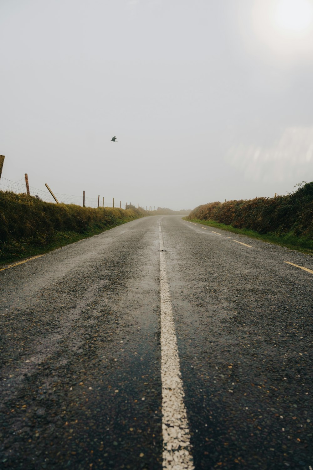 an empty road with a bird flying in the distance