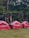 Red and white tents are set up on a grassy area near a wooded backdrop. The tents are arranged in a line, in front of rustic wooden cabins. String lights are hung between trees, creating a cozy atmosphere among the lush green foliage.