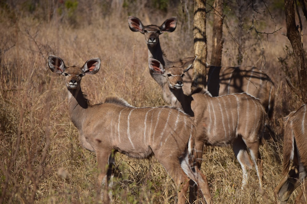 a group of deer standing next to each other in a field