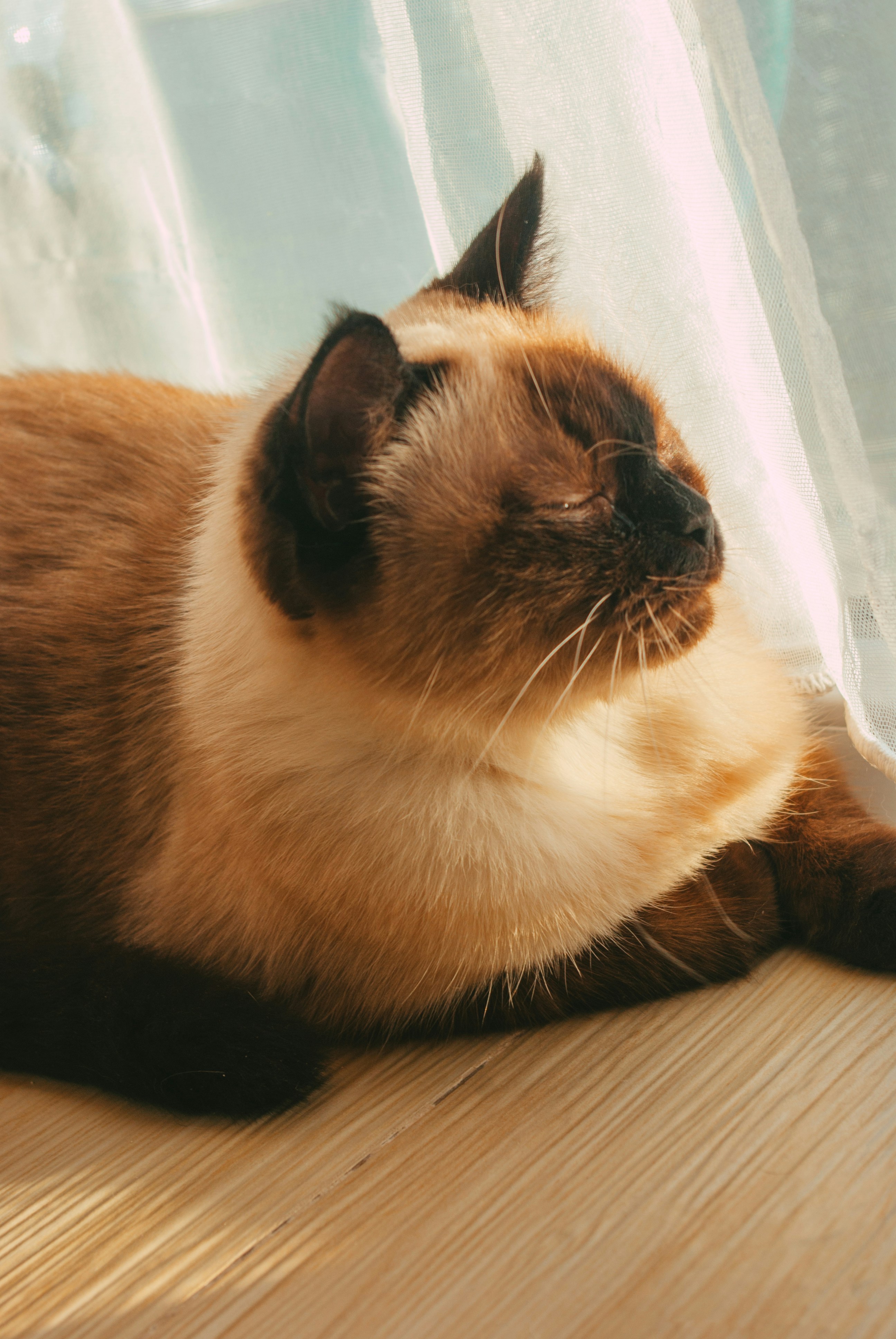 Gato Siamés relajándose al sol