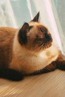 A sleek Siamese cat stretching elegantly on a wooden floor