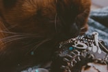 A close-up of a cat with predominantly brown and black fur nuzzling against some shiny metallic jewelry. The jewelry features intricate designs with some small blue accents. The soft textures of the cat's fur contrast with the hard, reflective surfaces of the jewelry.