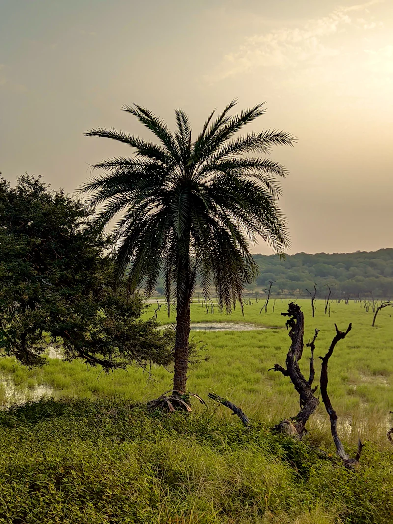 tree with grasslands and jungle in the background