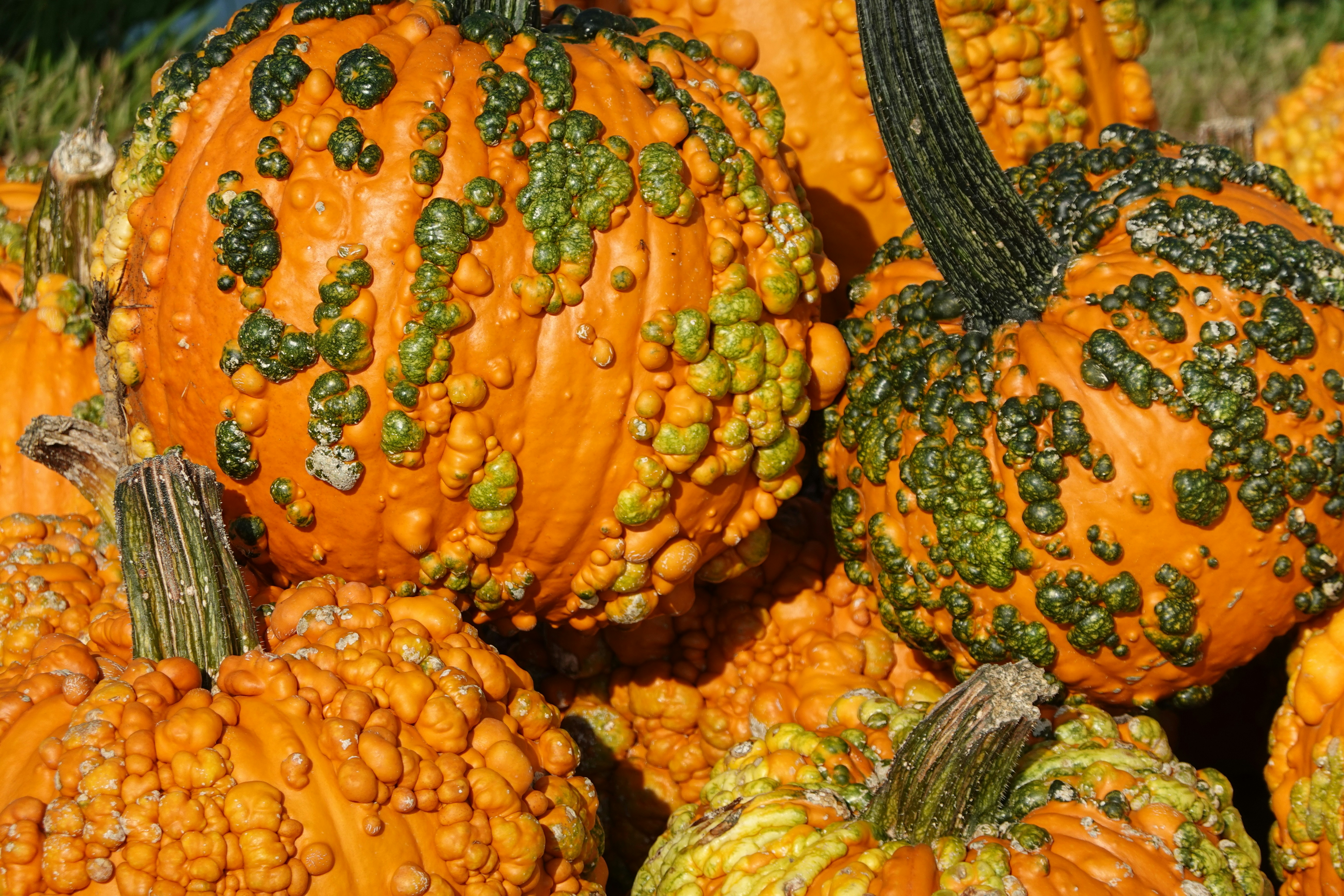 Photo by krazekatlady