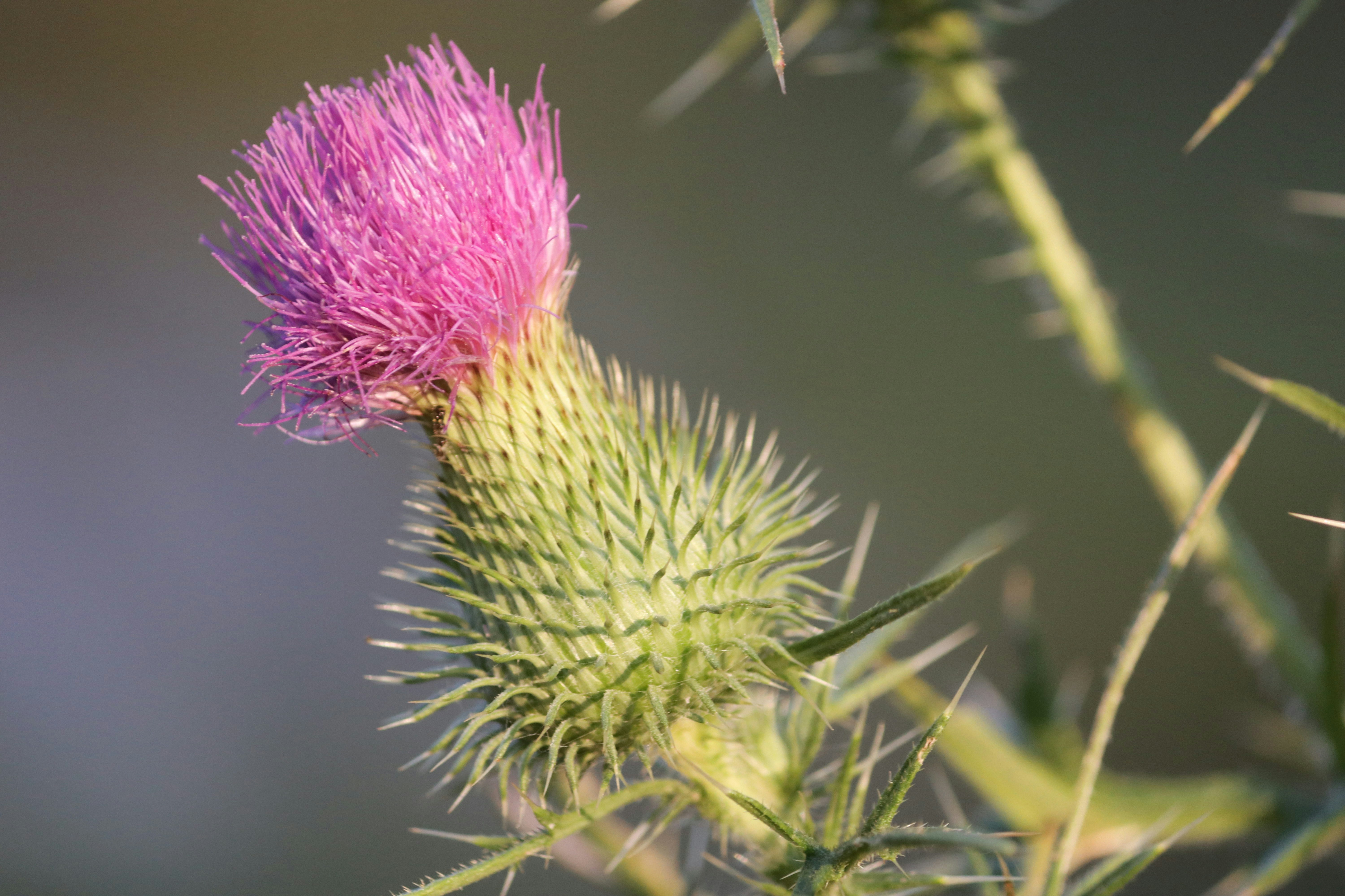 Photo by krazekatlady