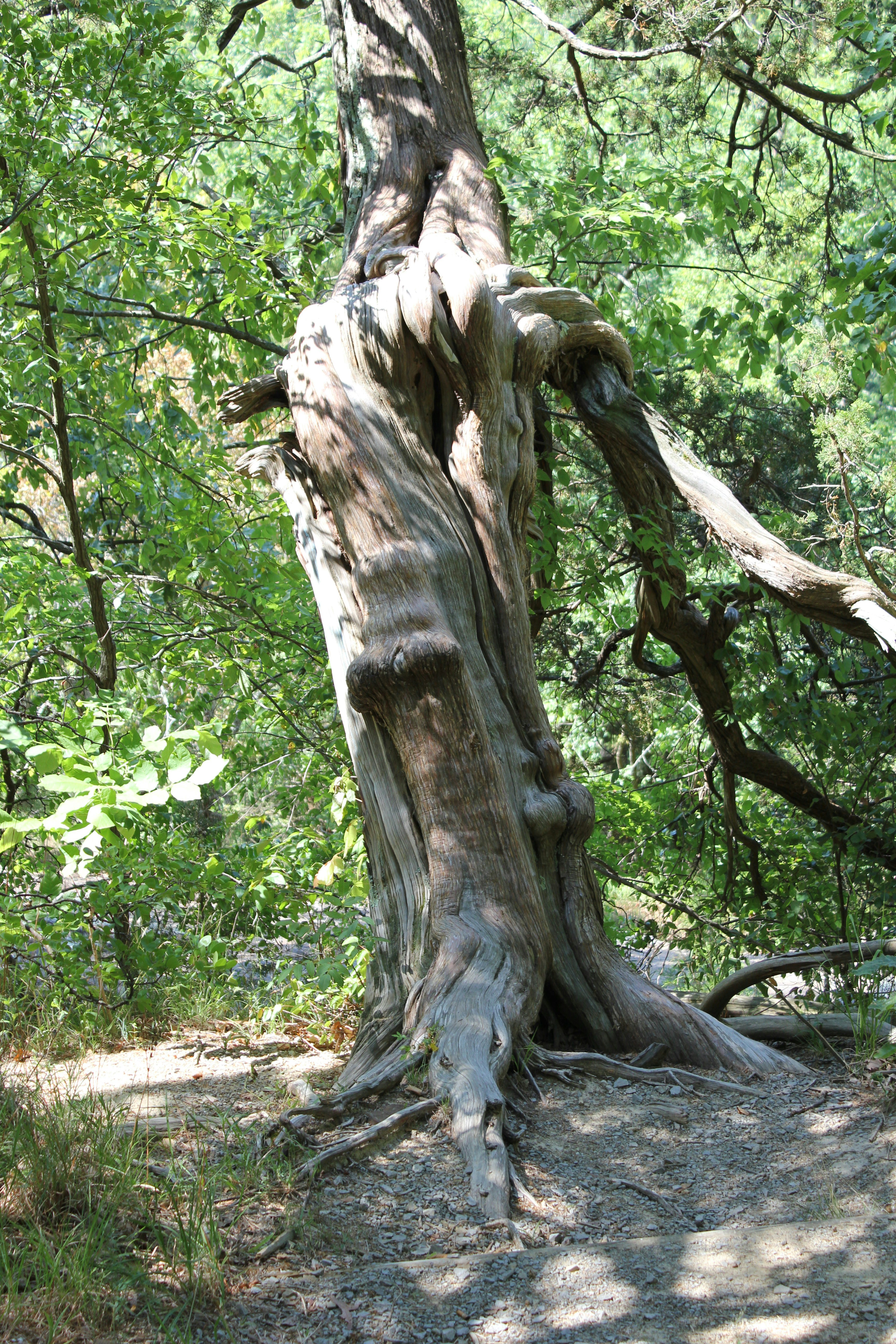 Photo by krazekatlady