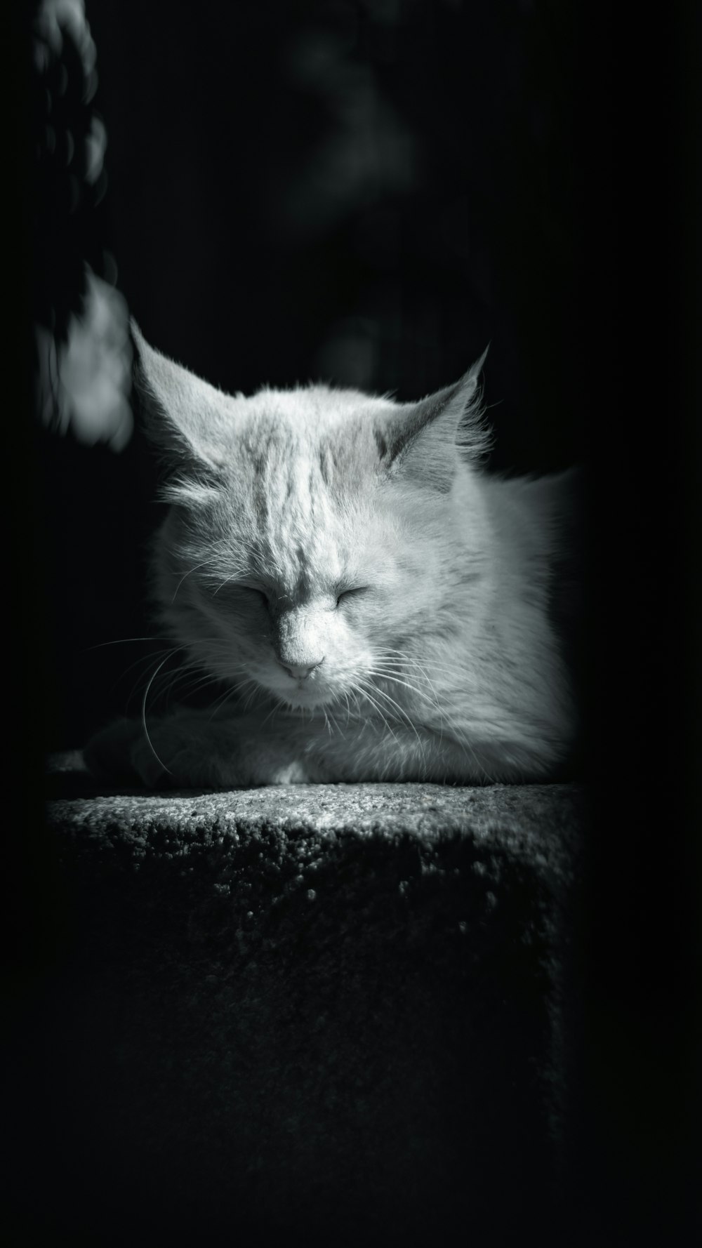 a black and white photo of a cat sleeping