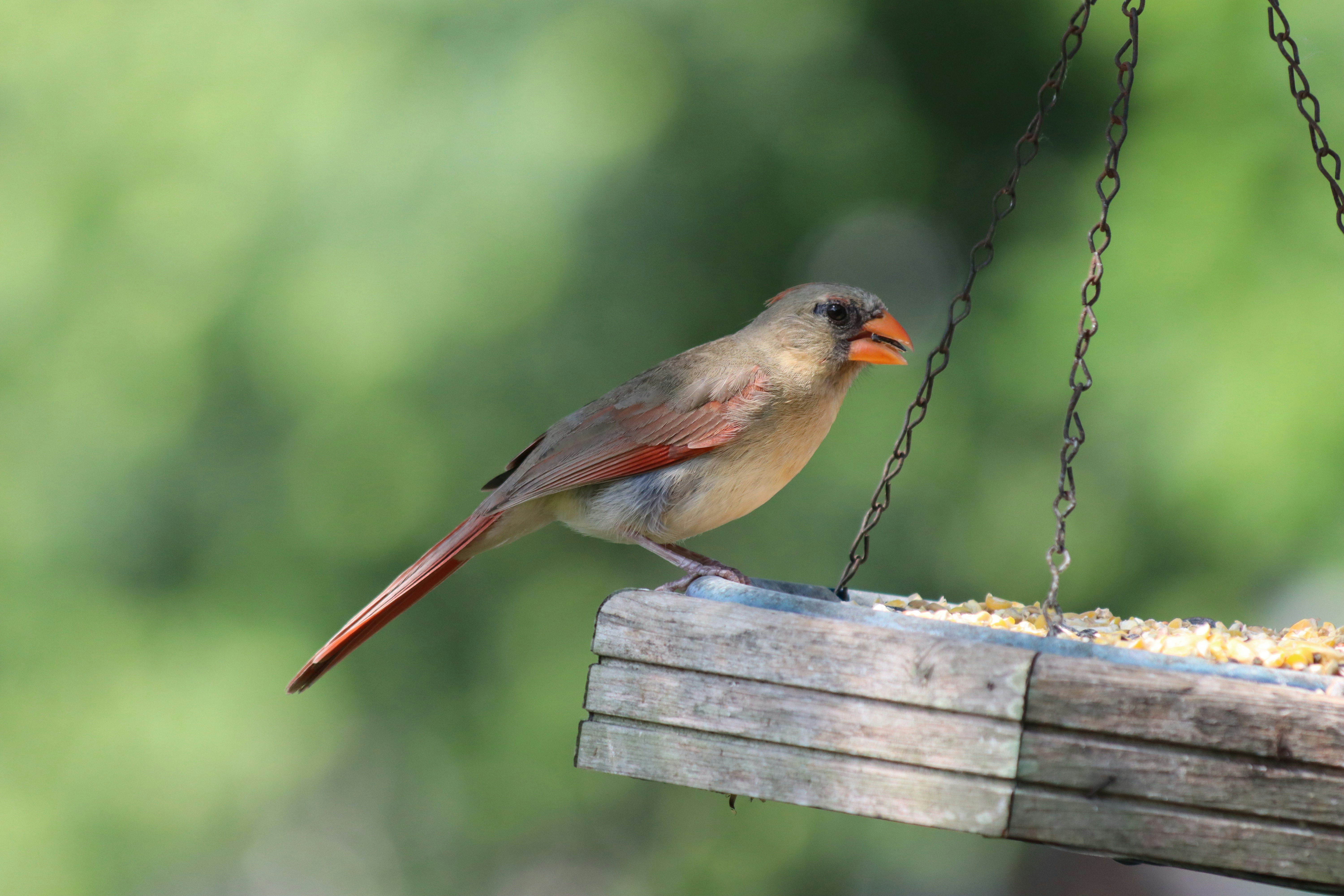 Photo by krazekatlady