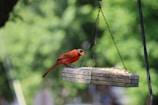 A vibrant red bird perches on a wooden bird feeder, consuming seeds. The feeder is suspended by metal chains and situated outdoors with a lush, green, blurred background of foliage.