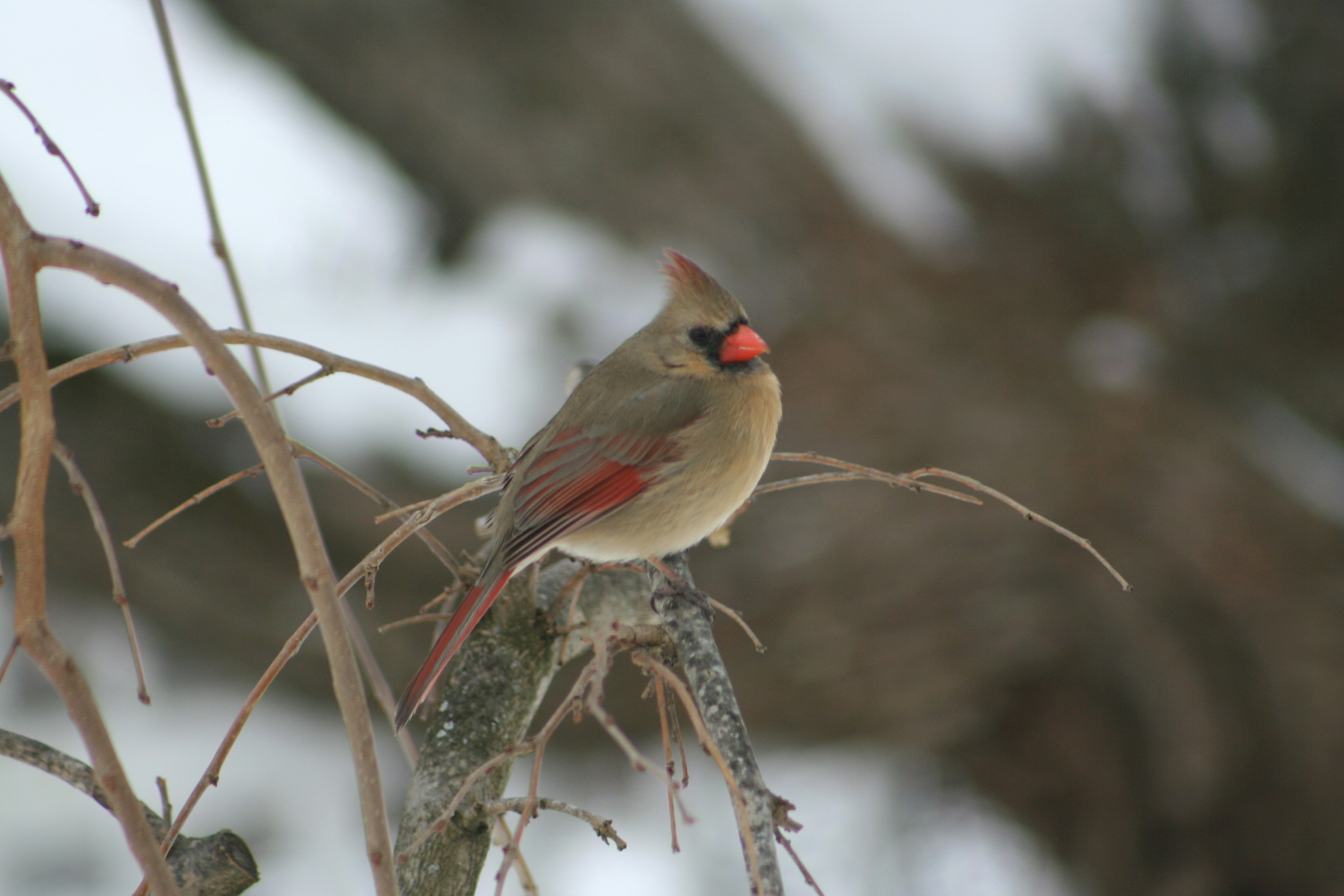 Photo by krazekatlady