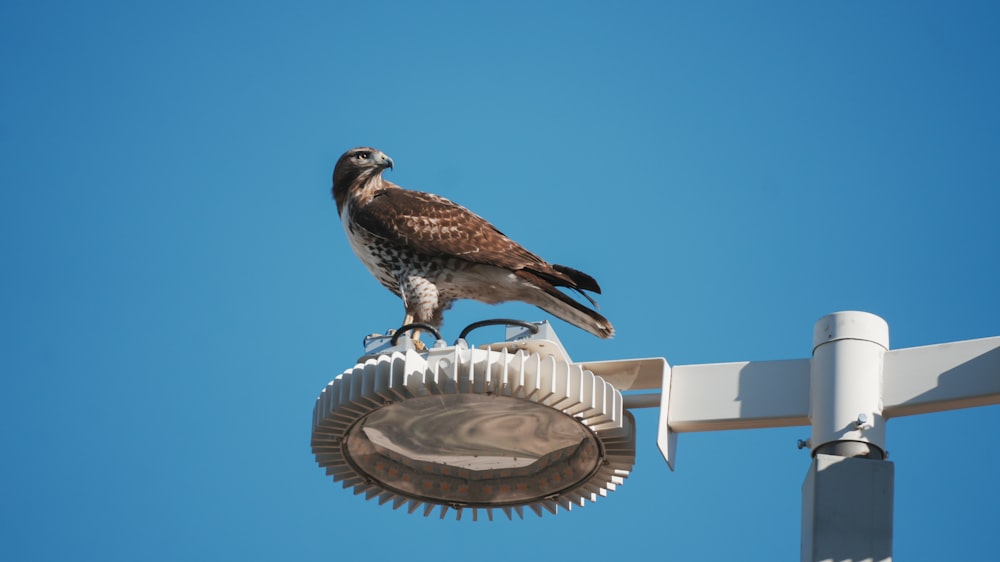 a hawk sitting on top of a street light