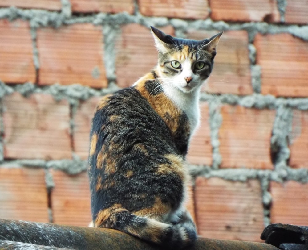 a cat sitting on top of a metal pipe