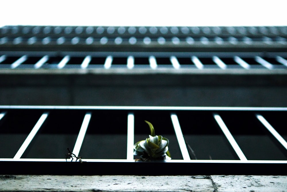 a white flower sitting on top of a window sill