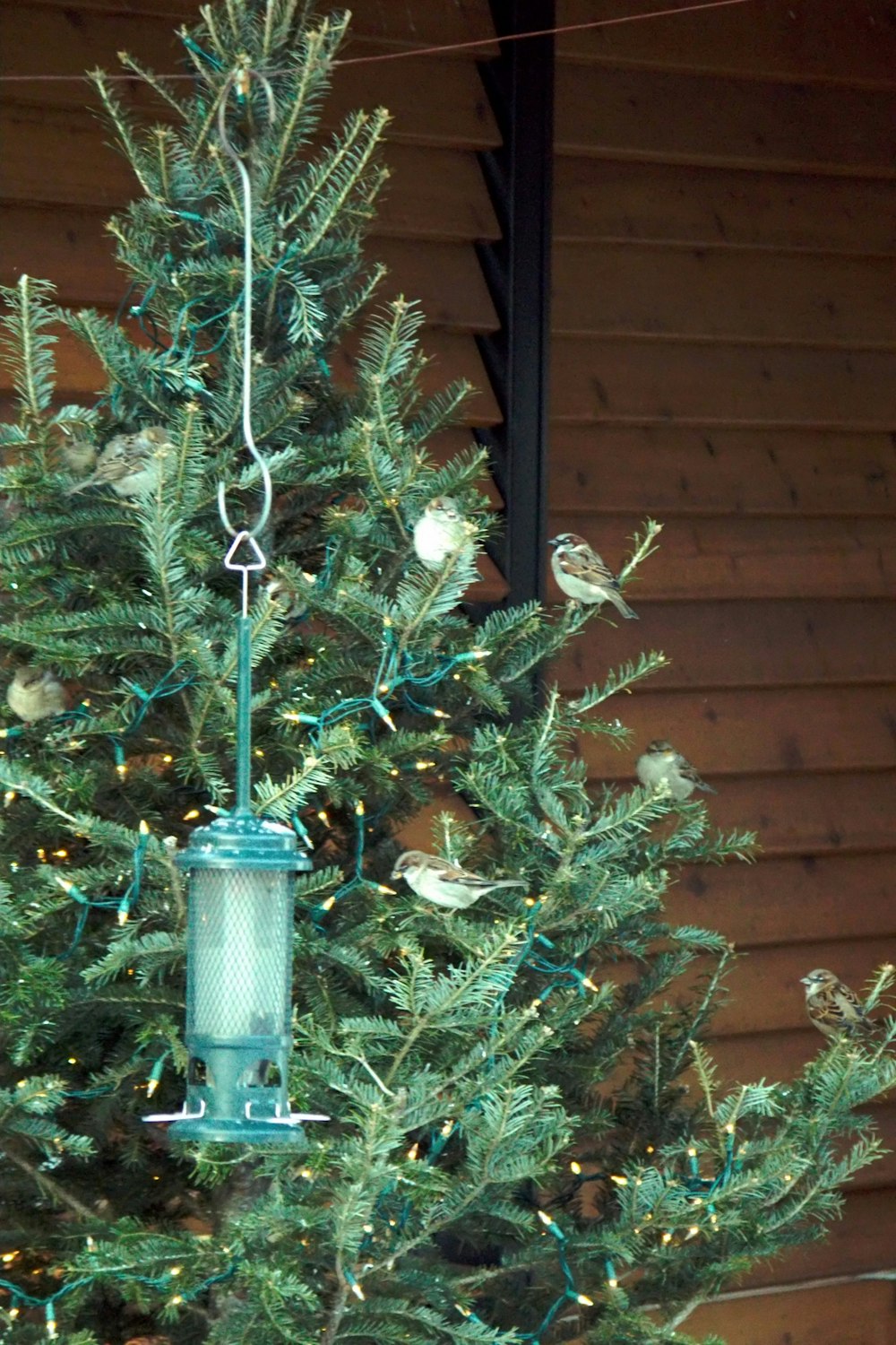 a bird feeder hanging from a christmas tree