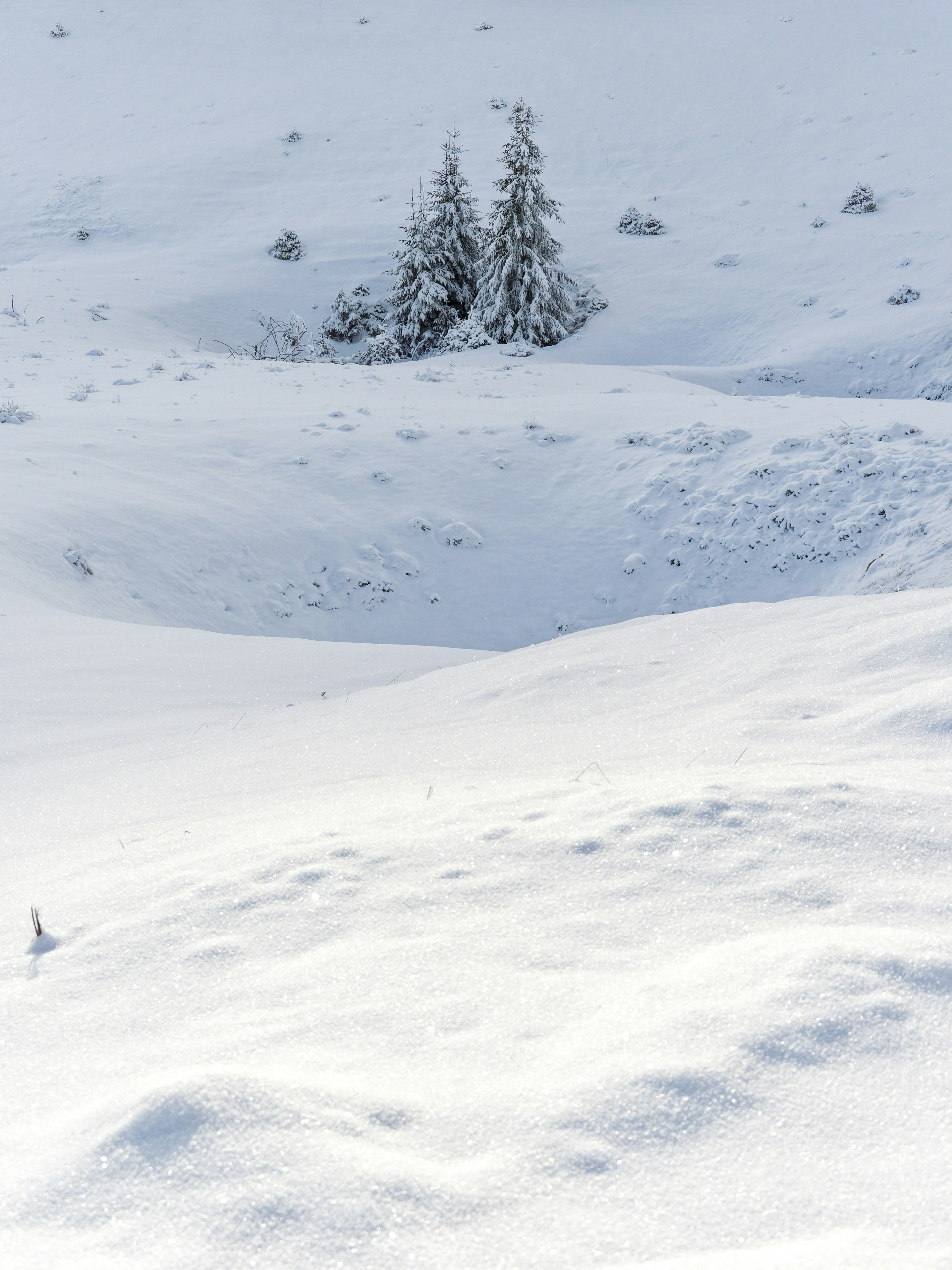 Photo by illes_cristi