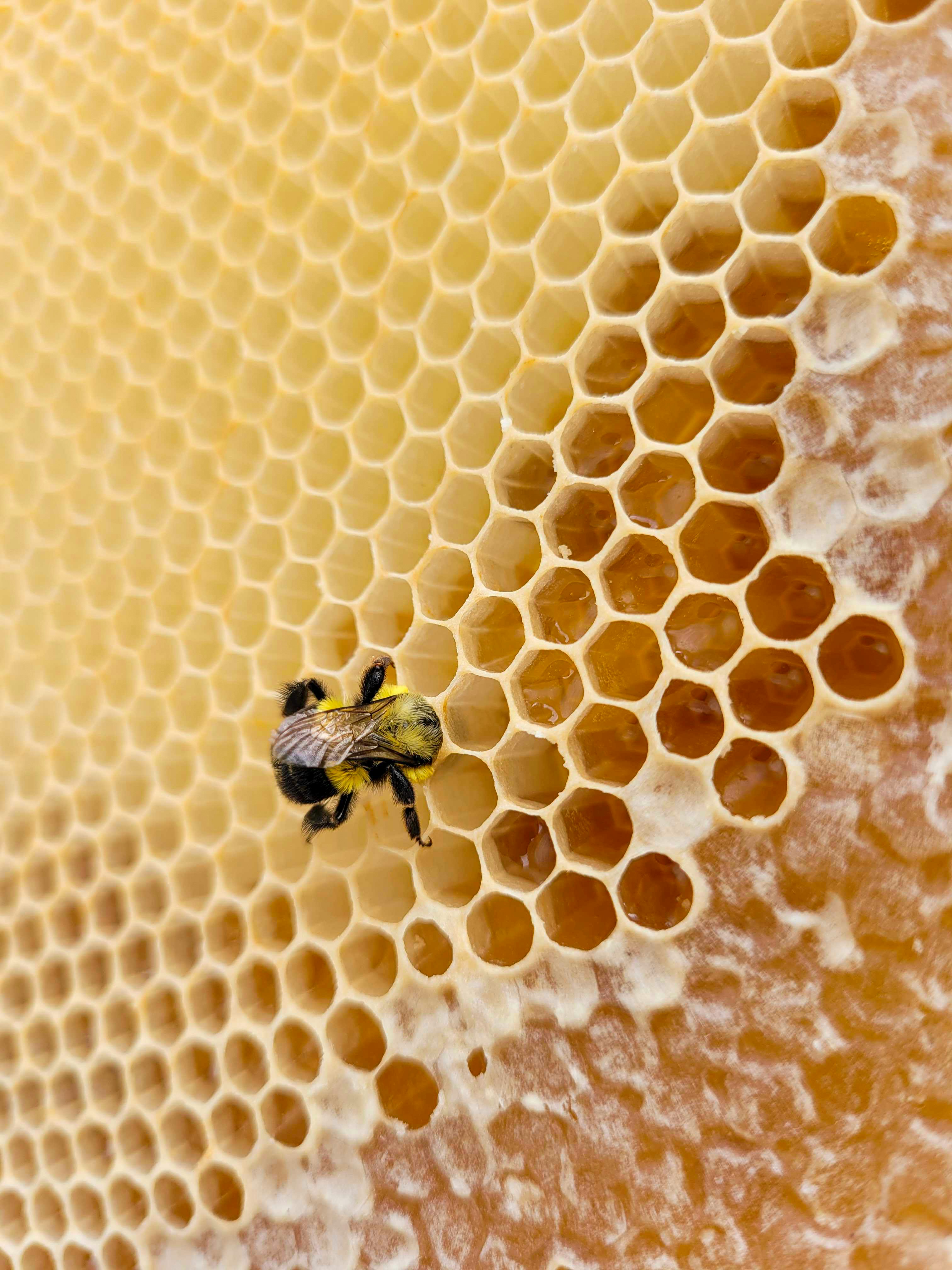 Growth projections for the U.S. Honey Market