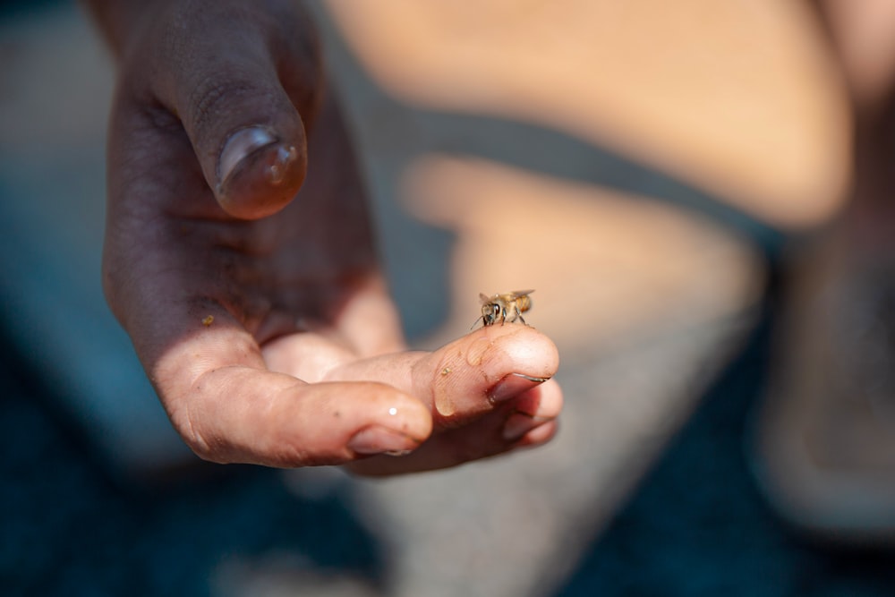 a person holding a tiny insect in their hand