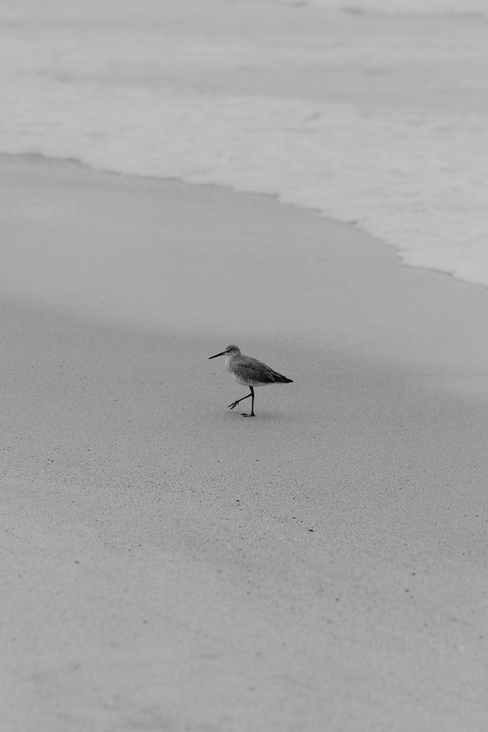 a black and white photo of a bird on the beach