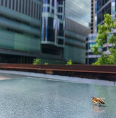 Timeline graphic showing BeeEmpire's roadmap milestones.