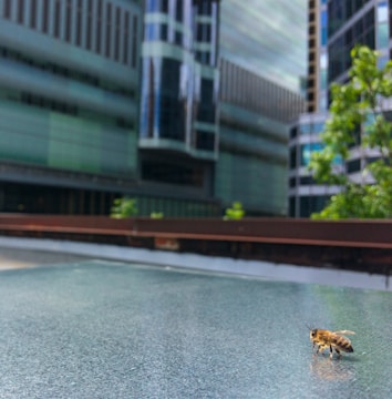 Timeline graphic showing BeeEmpire's roadmap milestones.