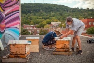 Two people are tending to beehives on a rooftop, with bees visibly active around the hives. One person is wearing a hat and seems to be inspecting one of the hives, while the other is kneeling and adjusting the hive lid. There is a colorful mural on a wall beside them. The background features a view of trees and a hill, with buildings in the mid-ground.