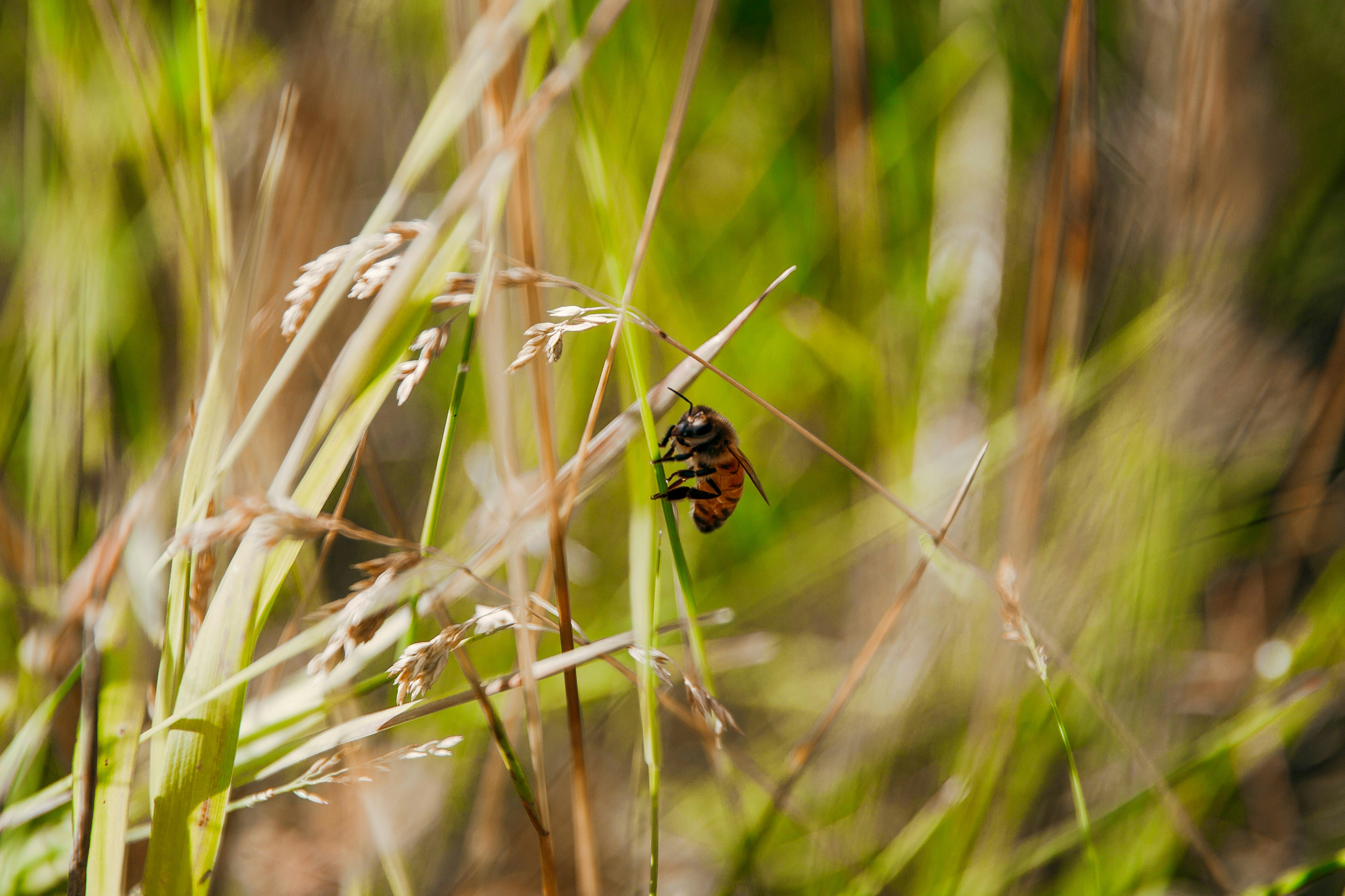 Photo by alveole_urban_beekeeping