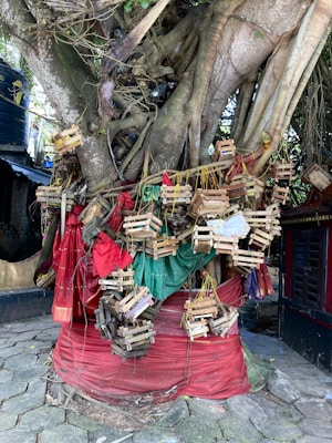 A large, sturdy tree with multiple trunks and thick roots is adorned with numerous small wooden cages tied with strings. The tree is draped with colorful fabric, mainly in red and green hues, giving it a decorative appearance. The setting appears to be outdoors on a stone pavement, with a dark cylindrical structure visible to the left and a building with a window on the right.