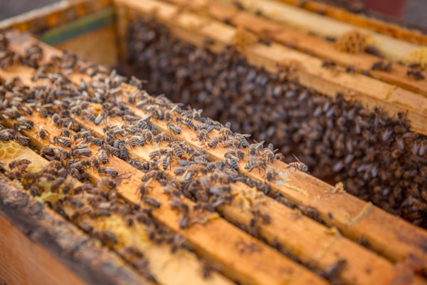 A close-up view of a wooden beehive frame bustling with numerous bees. The bees are densely packed, crawling over the wax combs. The image captures the intricate details of the hive structure and the furry texture of the bees.