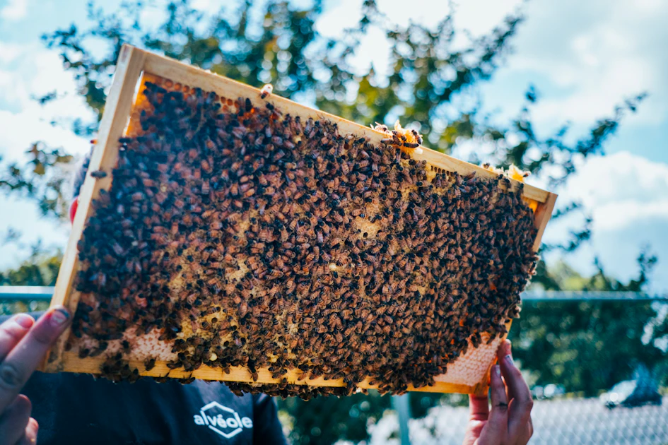 beekeeper working with hive frames for honey extraction