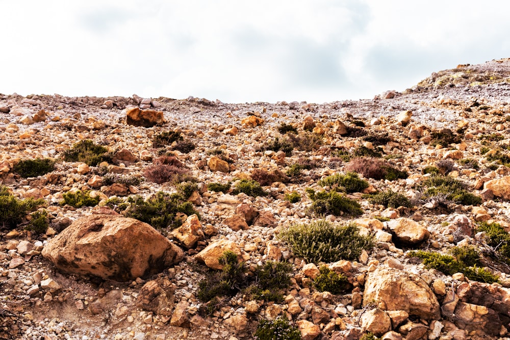 una zona rocosa con rocas y plantas que crecen en ella