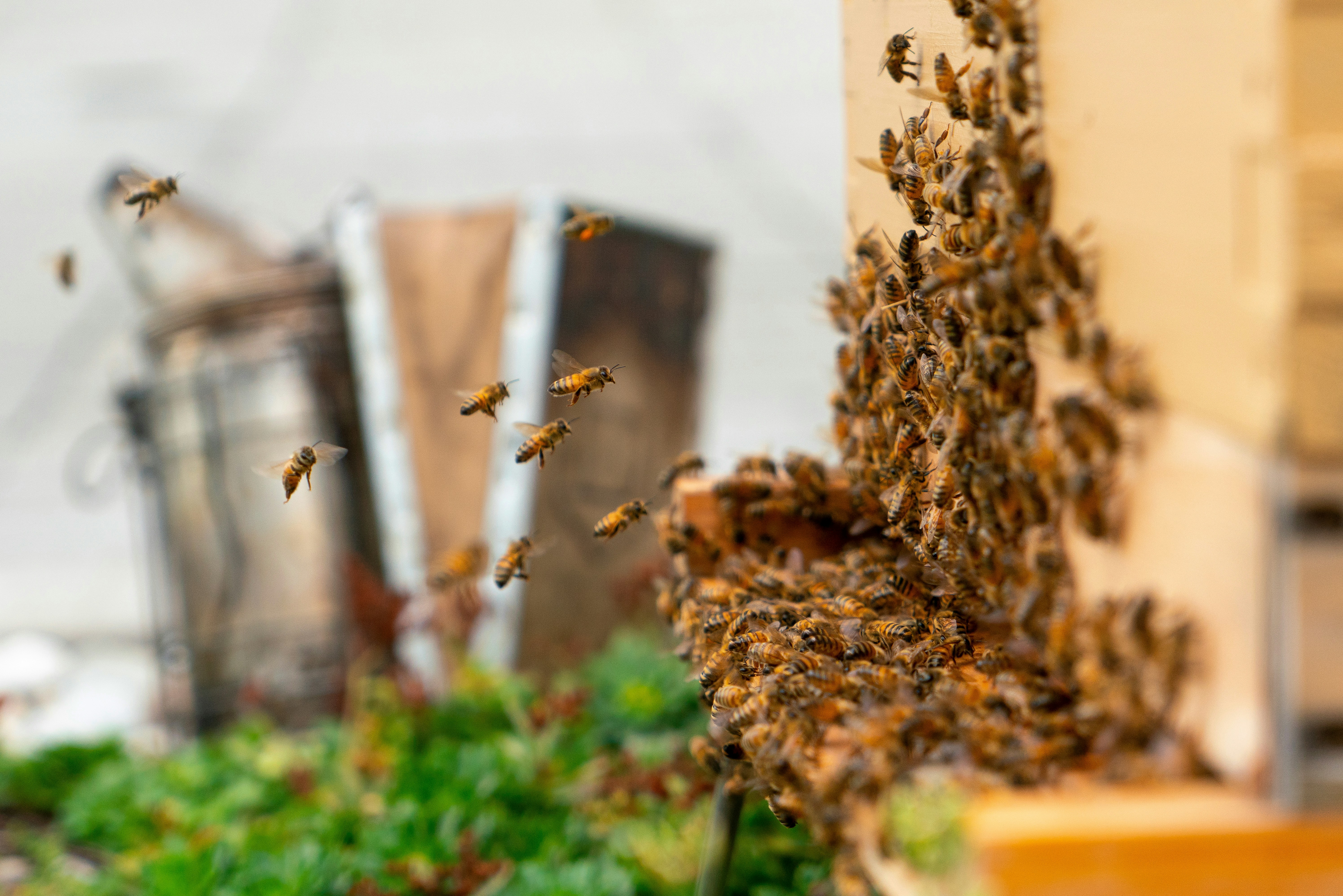 Honey bees flying back to their hive