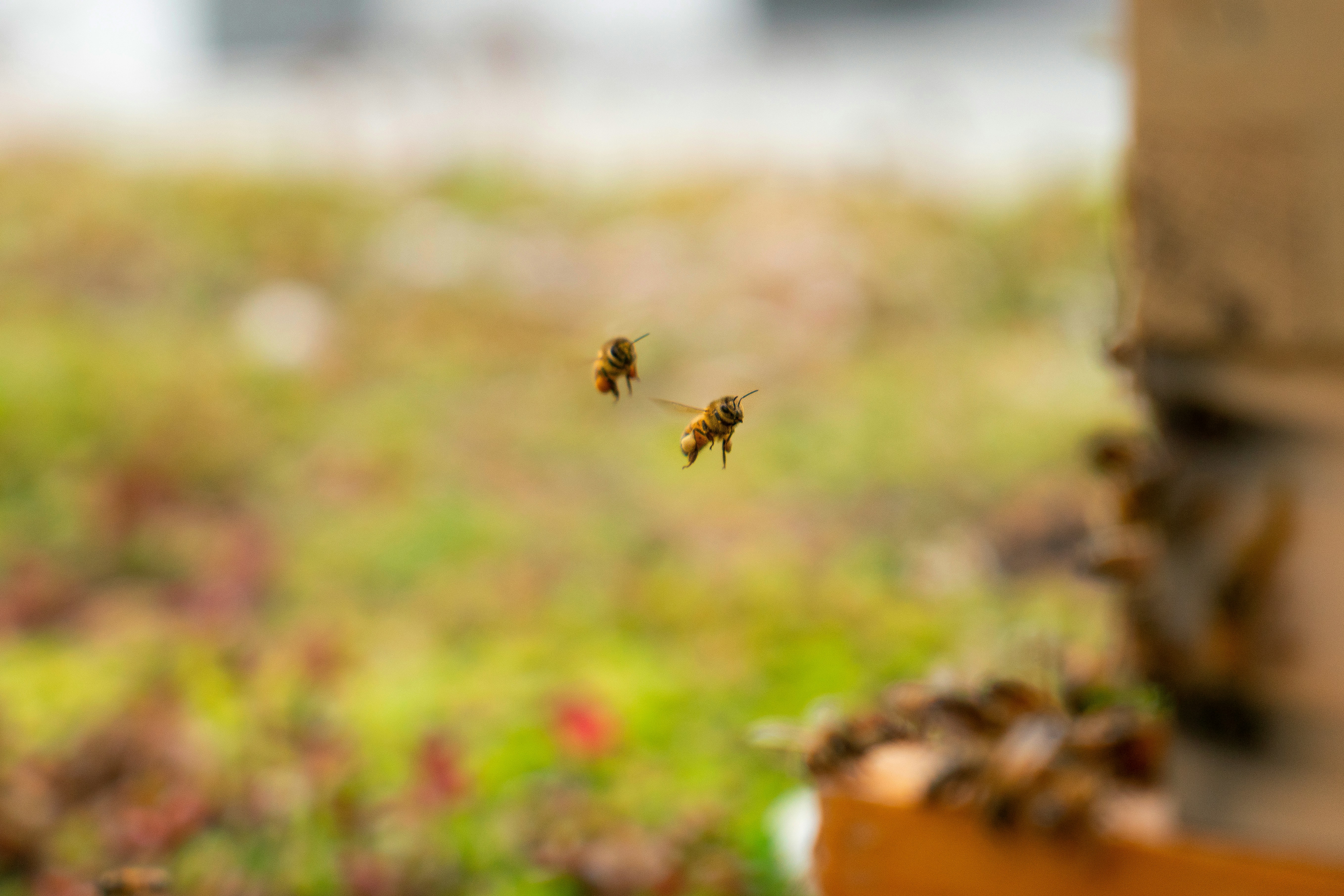 Honey bees flying back to their hive