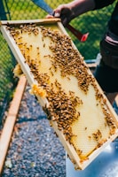 A person holds a beekeeping frame filled with yellow honeycomb and numerous bees. The frame, packed with bees, is being carefully inspected outdoors near a chain-link fence. The background shows a grassy area and gravel ground.