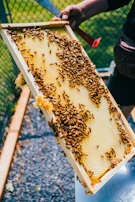 A beekeeper gently inspecting a honeycomb frame filled with golden yellow box honey.