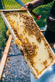 Beekeeper gently inspecting a honeycomb frame in a sunlit apiary surrounded by blooming flowers.