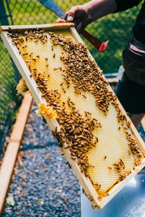 A person holds a beekeeping frame filled with yellow honeycomb and numerous bees. The frame, packed with bees, is being carefully inspected outdoors near a chain-link fence. The background shows a grassy area and gravel ground.