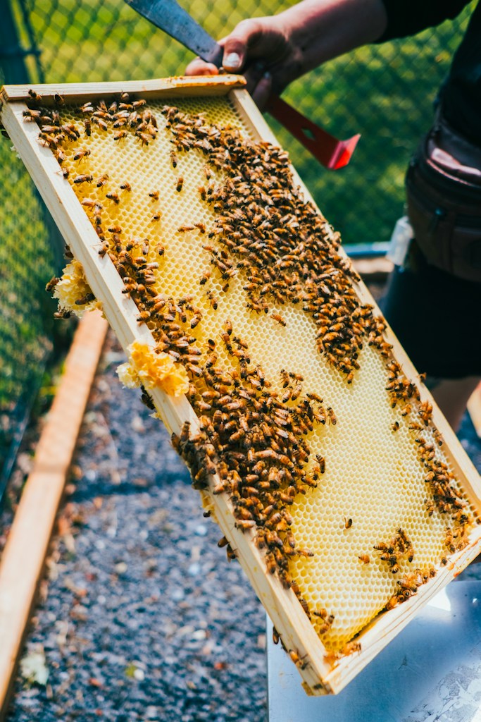Hive Accessories