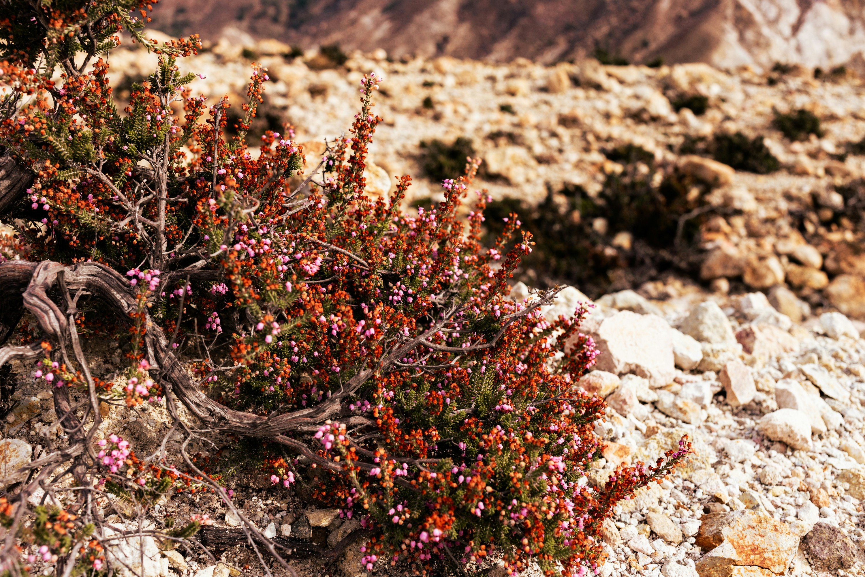 Photo by kirkphotographer