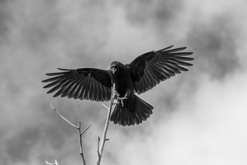 a black and white photo of a bird on a branch