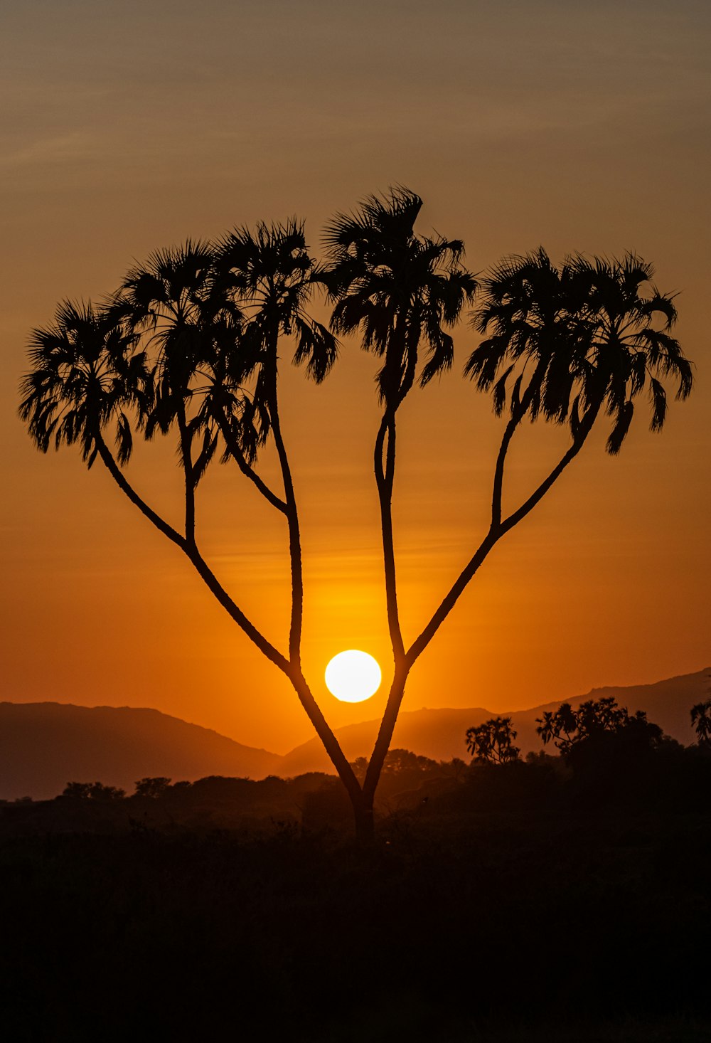 the sun is setting behind a palm tree