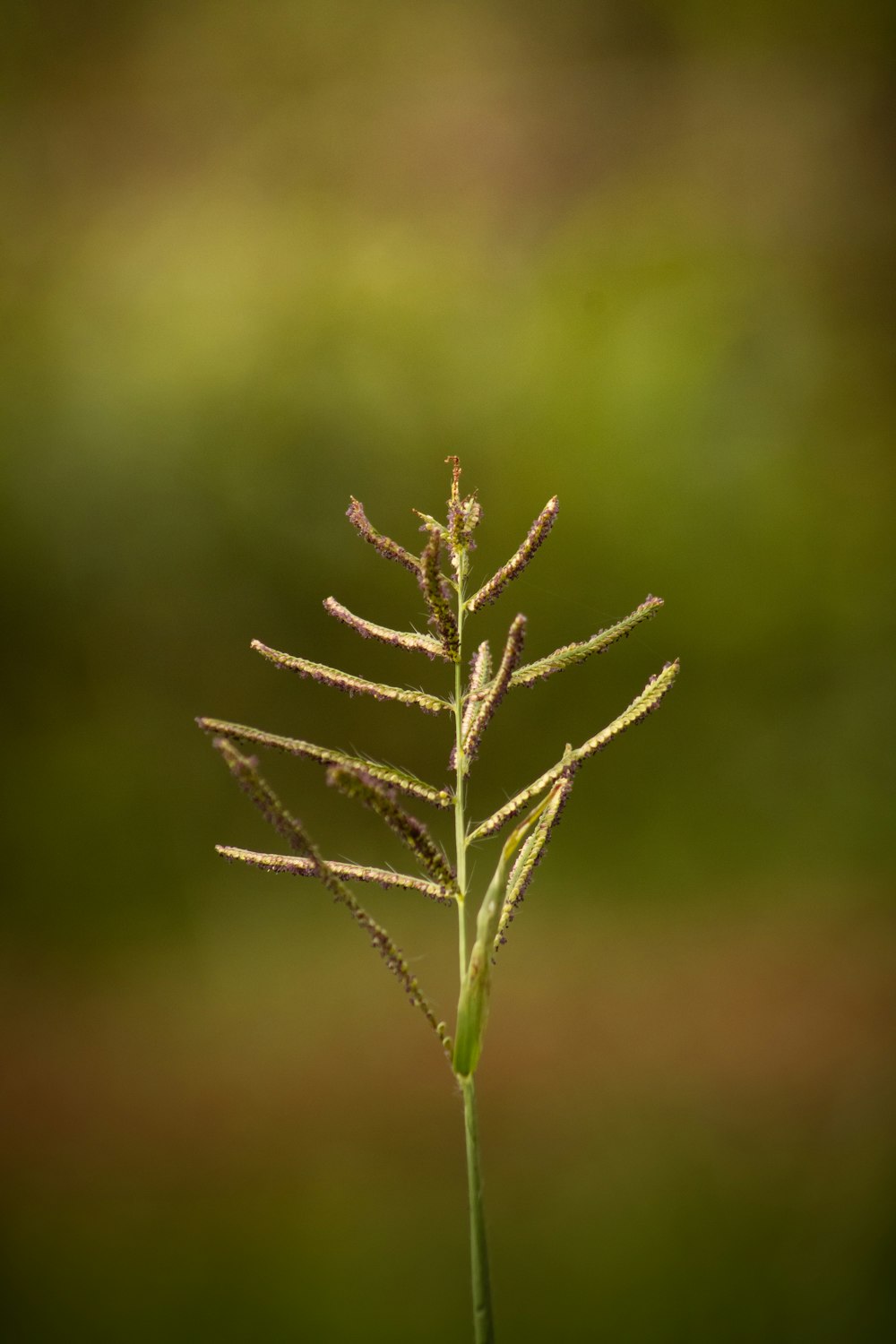 a close up of a plant with a blurry background