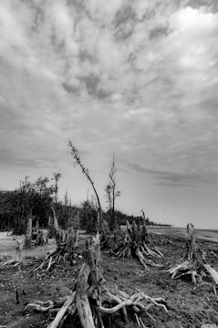A desolate landscape with barren, twisted tree stumps scattered across an empty, dry terrain. The sky above is overcast with a thick layer of clouds, enhancing the stark and eerie atmosphere. The scene appears devoid of life, evoking a sense of desolation and abandonment.